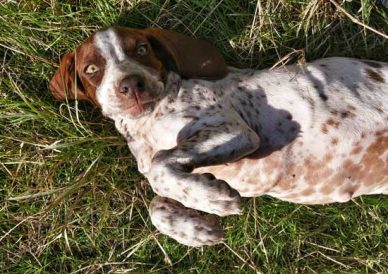 Our Dog Critter Image